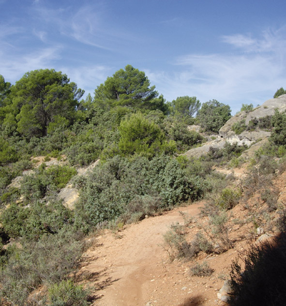 Camino de Chillarón del Rey